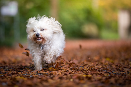 A small white Havanese running through autumn leaves.の写真素材