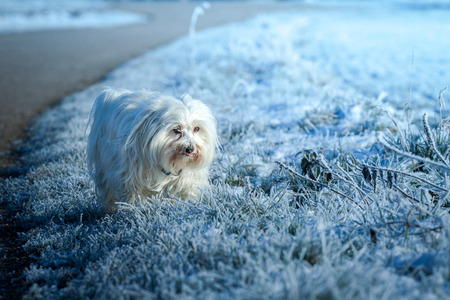 Small white Havanese running through a frozen meadow