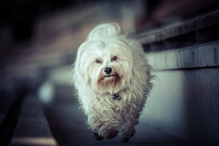 A small white Havanese is quite loose on a stand walking.