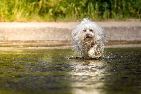 Little White Havanese runs through the water in the sunshine.の写真素材