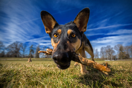 Curious dog with stick in his mouth, in a close up.の写真素材