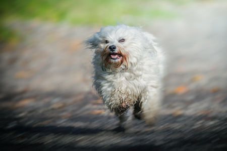 A small white long-haired dog runs quickly through the picture.の写真素材