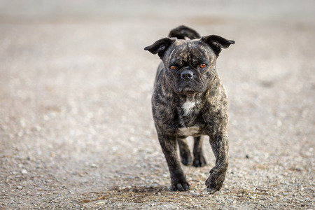 Small Breed Dog with a very interesting coat pattern runs straight at the camera.の写真素材