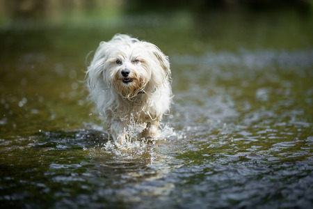 Little White Havanese goes through the water of a shallow river.の写真素材