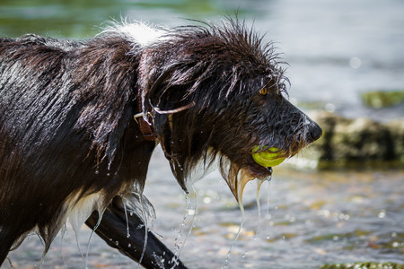 Wet dog goes through the water with a tennis ball in his mouth.の写真素材