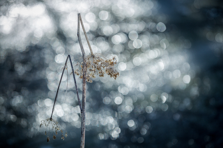Dried-hemlock in the background a small stream, taken in bright sunshine.の写真素材