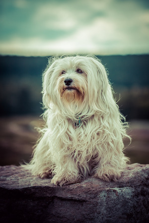 A small white Havanese sits on a stone.の写真素材