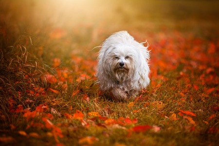 Small white dog running through a meadow covered with leaves.