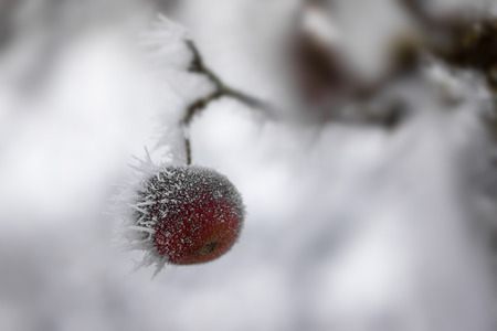 Hoarfrost on an apple, forgotten on the tree.の写真素材