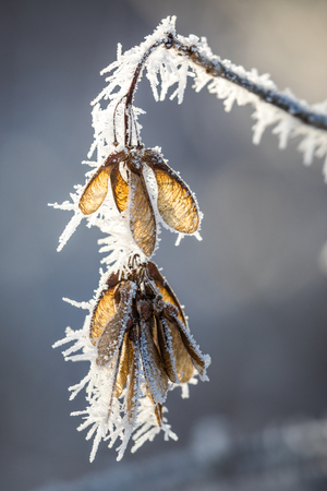 A branch of a maple tree, totally covered with hoarfrost.の写真素材