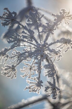 Winterwetter mit Rauhreif macht selbst aus abgestorbenen Pflanzenteilen noch richtige Kunstwerke.