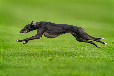 A greyhound completely lifted off the ground during the race.の写真素材