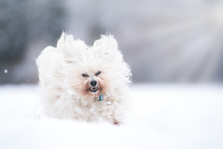 A little white dog rages through the snow with joy.の写真素材