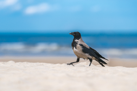 A fog crow walks on a sandy beach in front of blue sky.