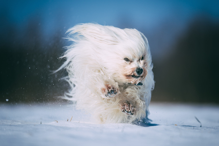 Little white Havanese runs full of joy through the winter snow.の写真素材
