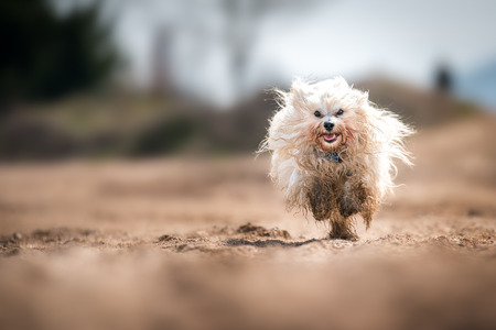 Little white Havanese runs through a gravel and gets dirtyの写真素材