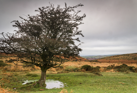 A lone tree in Dartmoor.の写真素材
