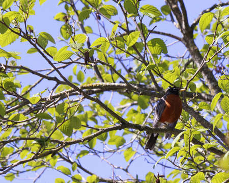 Robin Perch