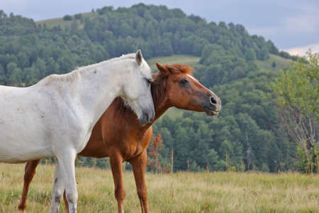 horses in the mountains