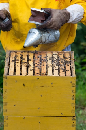 Apiarist working with smoker on beehives