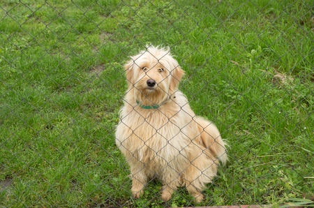 sad dog in asylumの写真素材