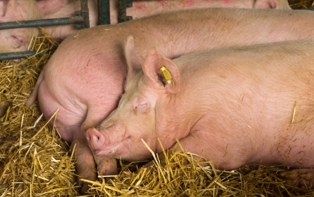 Pigs are resting on the hay on farmの写真素材
