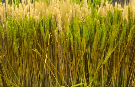 Golden and green wheat ear arranged for advertisingの写真素材
