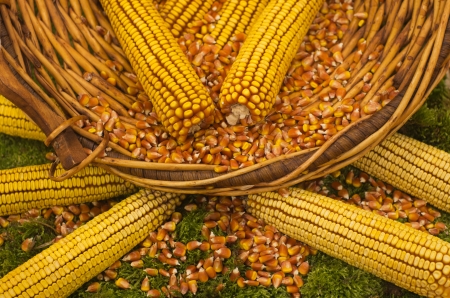 Corn grain and corn cob in the basket on the grassの写真素材