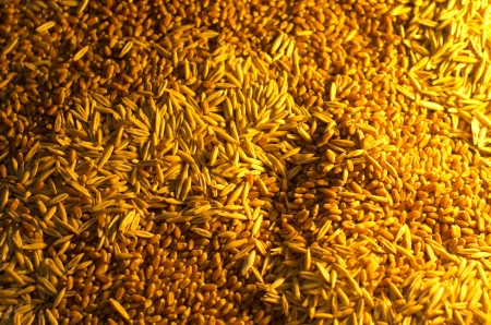 Different kinds of cereals arranged for advertising