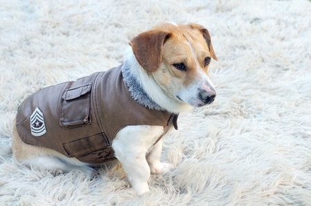 Lovely dog in jacket is waiting for a walkの写真素材