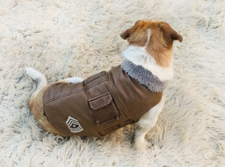Lovely dog in jacket is waiting for a walkの写真素材
