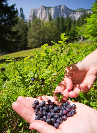 Blueberries in girl s hand with mountains in backgroundの写真素材