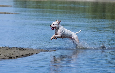 dog trainingの写真素材