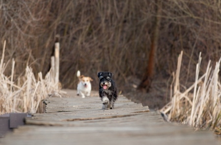 Two dogs running on wooden dock