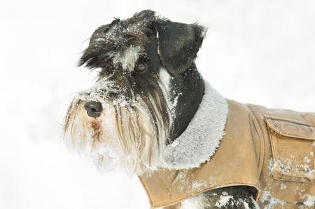 Portrait of miniature schnauzer in winter jacket on snowの写真素材