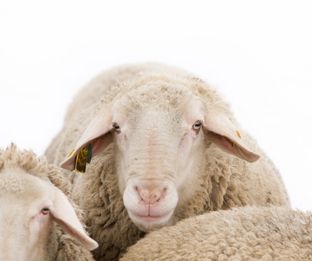 Close up of ram head looking at cameraの写真素材