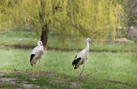Two white storks standing on grass field with treesの写真素材