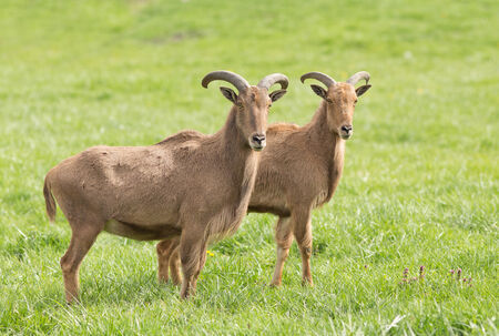Two barbary sheep standing on grass and looking at cameraの写真素材