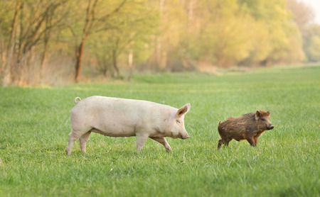 White yorkshire pig and wild boar walking on meadowの写真素材