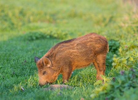 Little wild boar grazing on grassland in wildernessの写真素材
