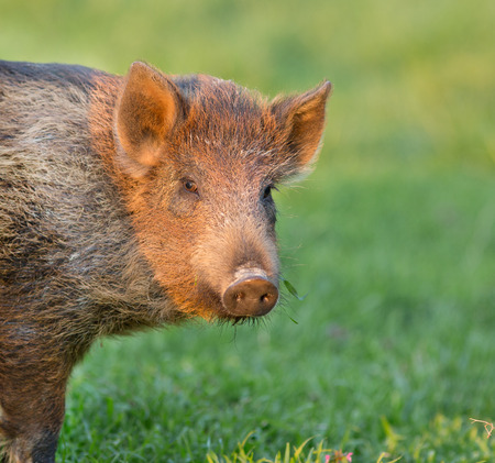 Close up of baby wild boar looking at camera