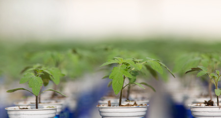Close up of young sprouts in flower pots arranged in rows