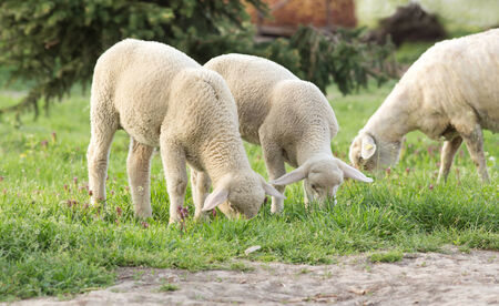 Lambs grazing fresh spring grass on farmlandの写真素材