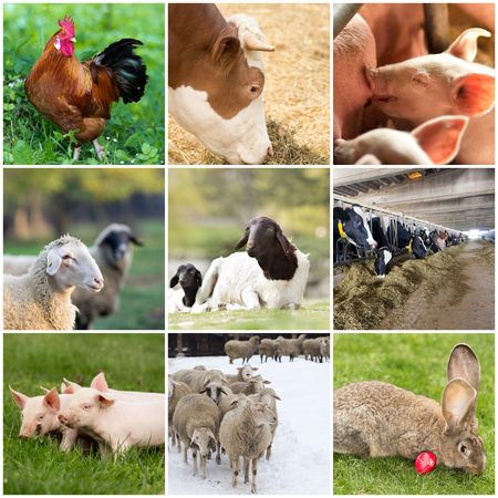 Collage of farm animals (rooster,cow,piglet,sheep, rabbit)の写真素材