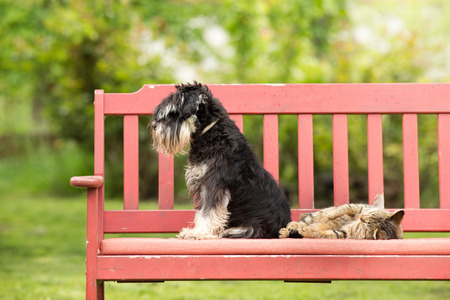 Miniature schnauzer turned back to its cat friend