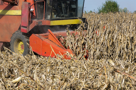 Combine harvester harvesting corn in fieldの写真素材