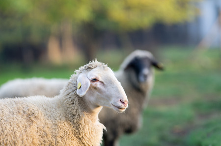 Portrait of sheep on grazingの写真素材