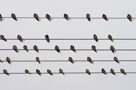 Flock swallows resting on wireの写真素材