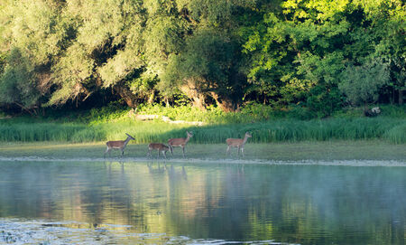 Hind beside stream and forest entranceの写真素材