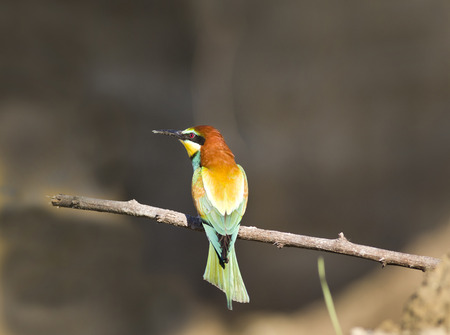 European bee-eater standing on branch and looking on side